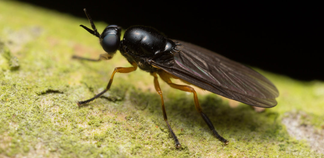 Schwarze Soldatenfliege als adulte Fliege