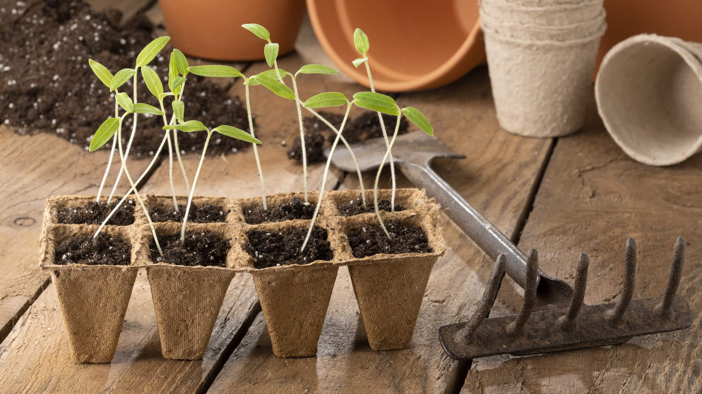 Gemüsejungpflanzen für Garten in der Aufzuchtschale