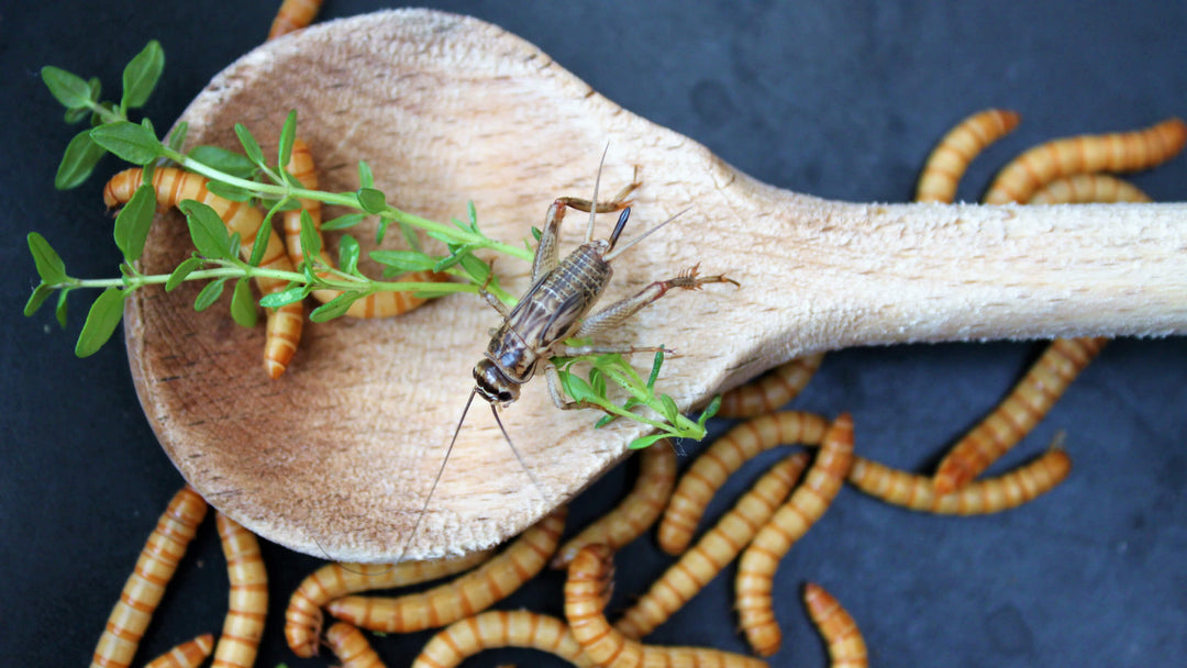 Essbare Insekten, Mehlwürmer und Heuschrecken