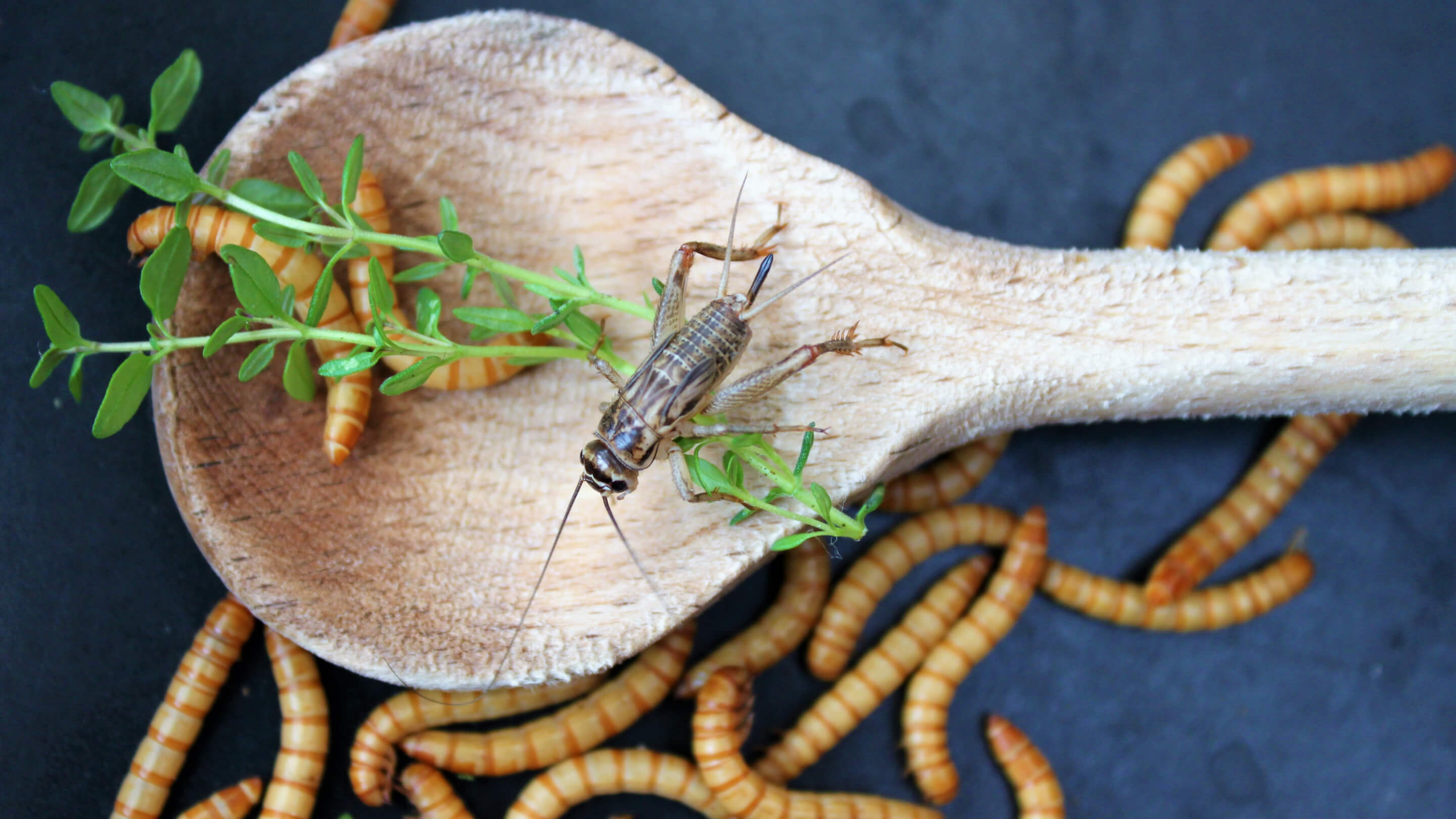 Essbare Insekten, Mehlwürmer und Heuschrecken
