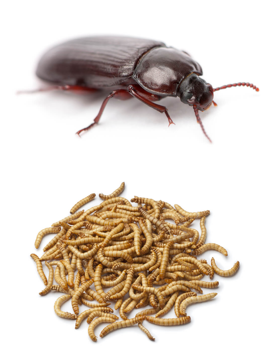 Mehlkäfer und Mehlwürmer, Tenebrio molitor