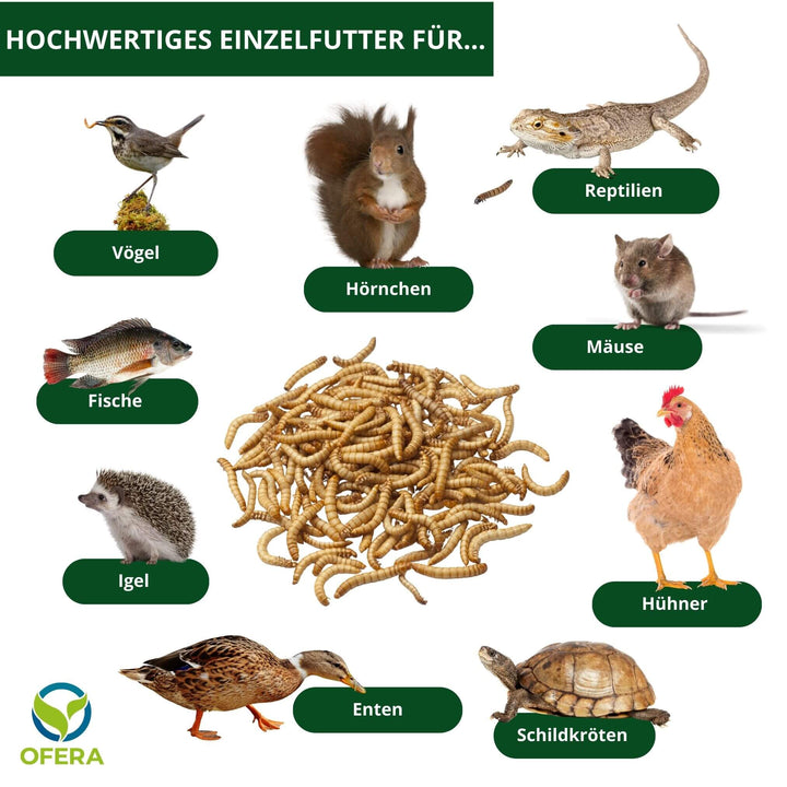 OFERA Mehlwurm Farm, Mehlwürmer Einzelfutter