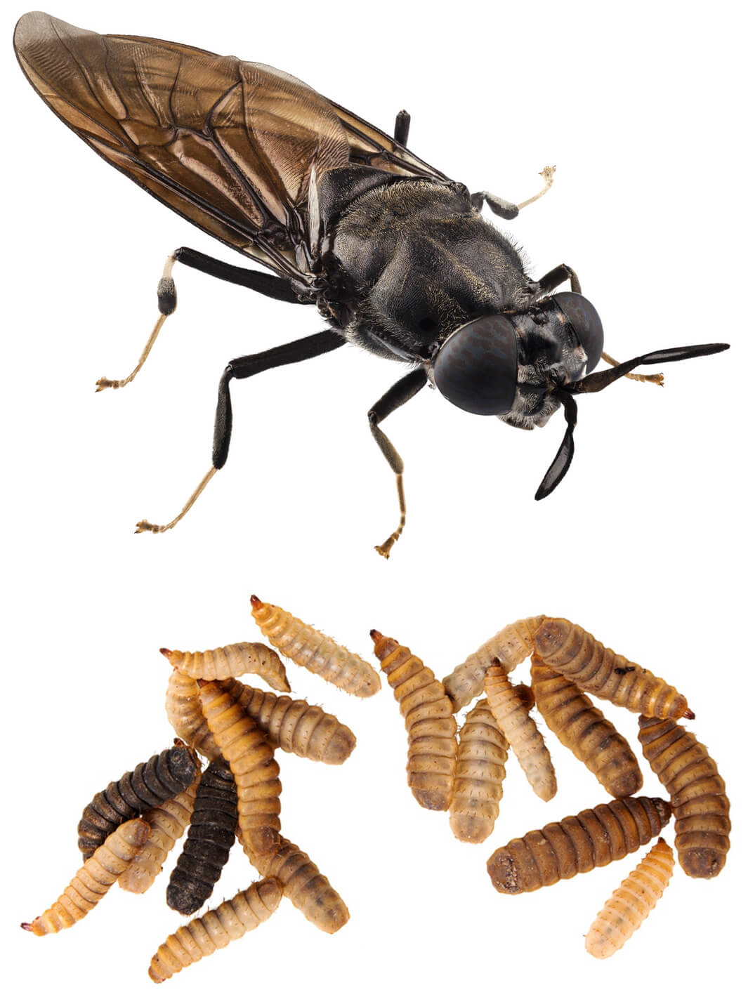 Soldatenfliege und Larven, Hermtia illucens