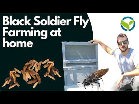 Black Soldier Fly - BSF Love Cage, professioneller Netzkäfig zur Fliegenpaarung oder Larvenaufzucht