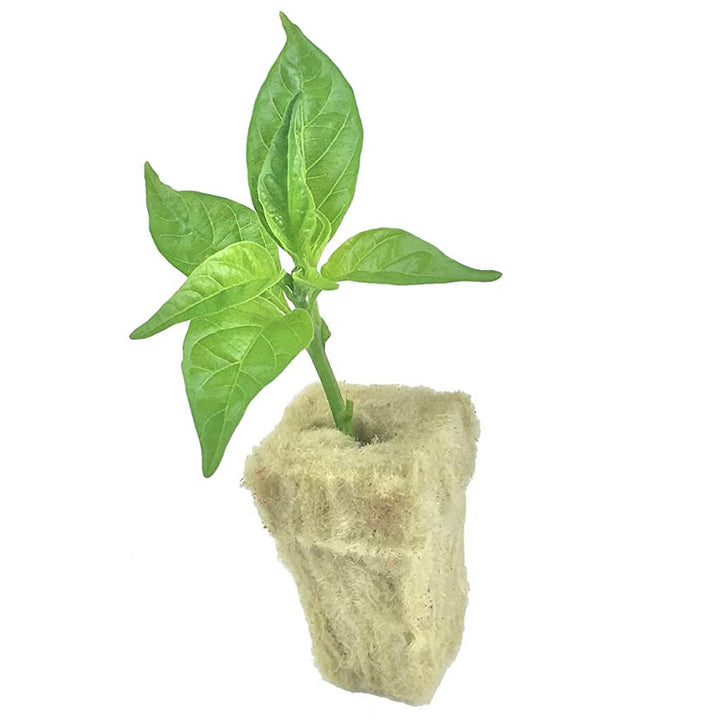 Aquaponics plant cultivation block made of rock wool