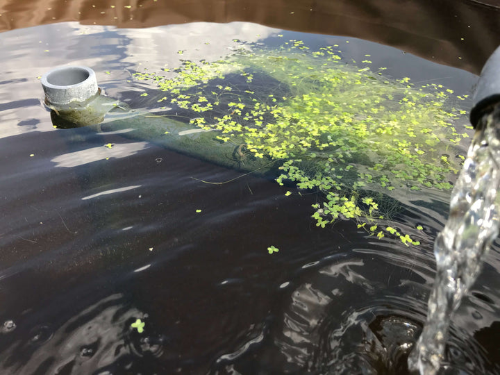 Aquaponics Duckweed Starter Kit