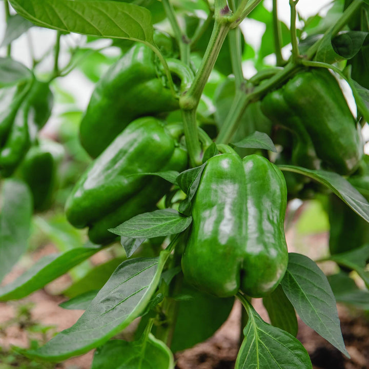 Grüner Paprika, Gemüsepflanze, Aquaponik, Hochbeet oder Garten