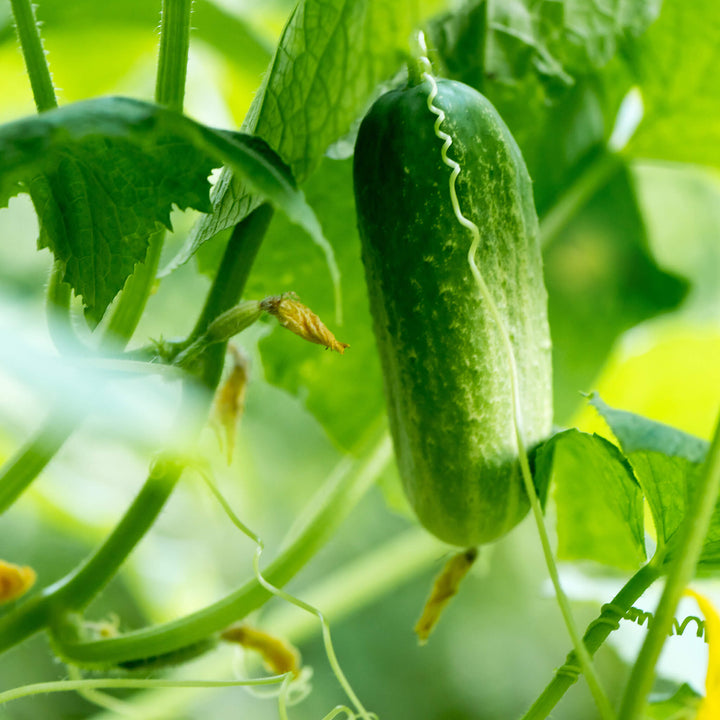 Mini snack cucumber, young plant for aquaponics, garden and raised bed