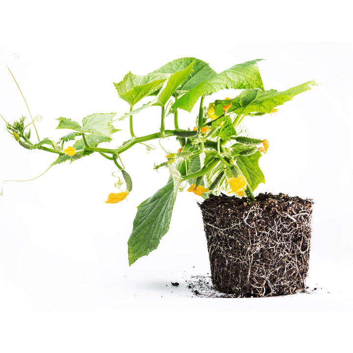 Mini snack cucumber, young plant for aquaponics, garden and raised bed