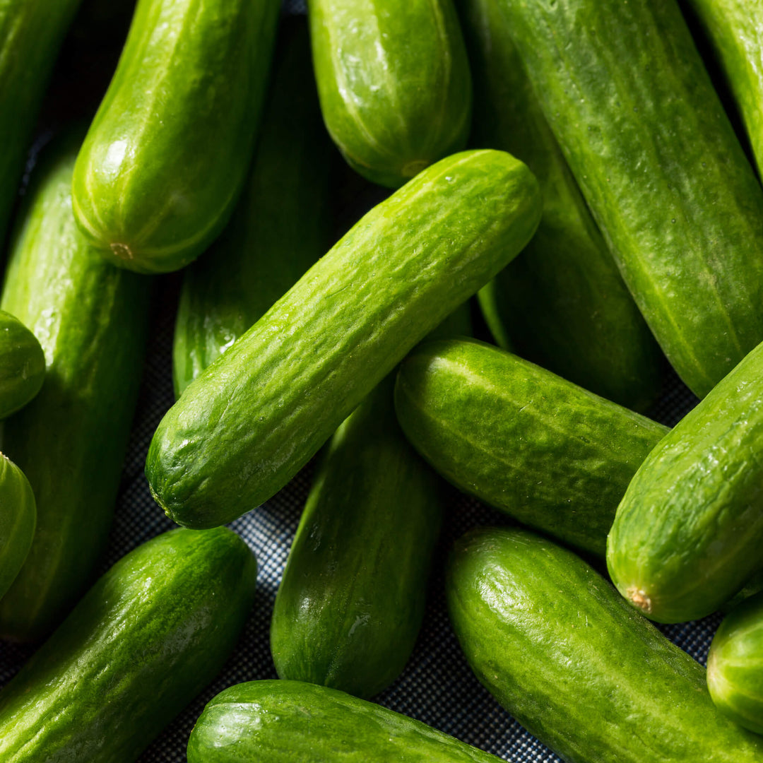 Mini snack cucumber, young plant for aquaponics, garden and raised bed