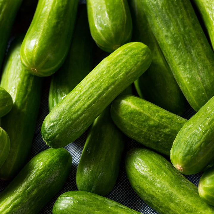 Mini snack cucumber, young plant for aquaponics, garden and raised bed