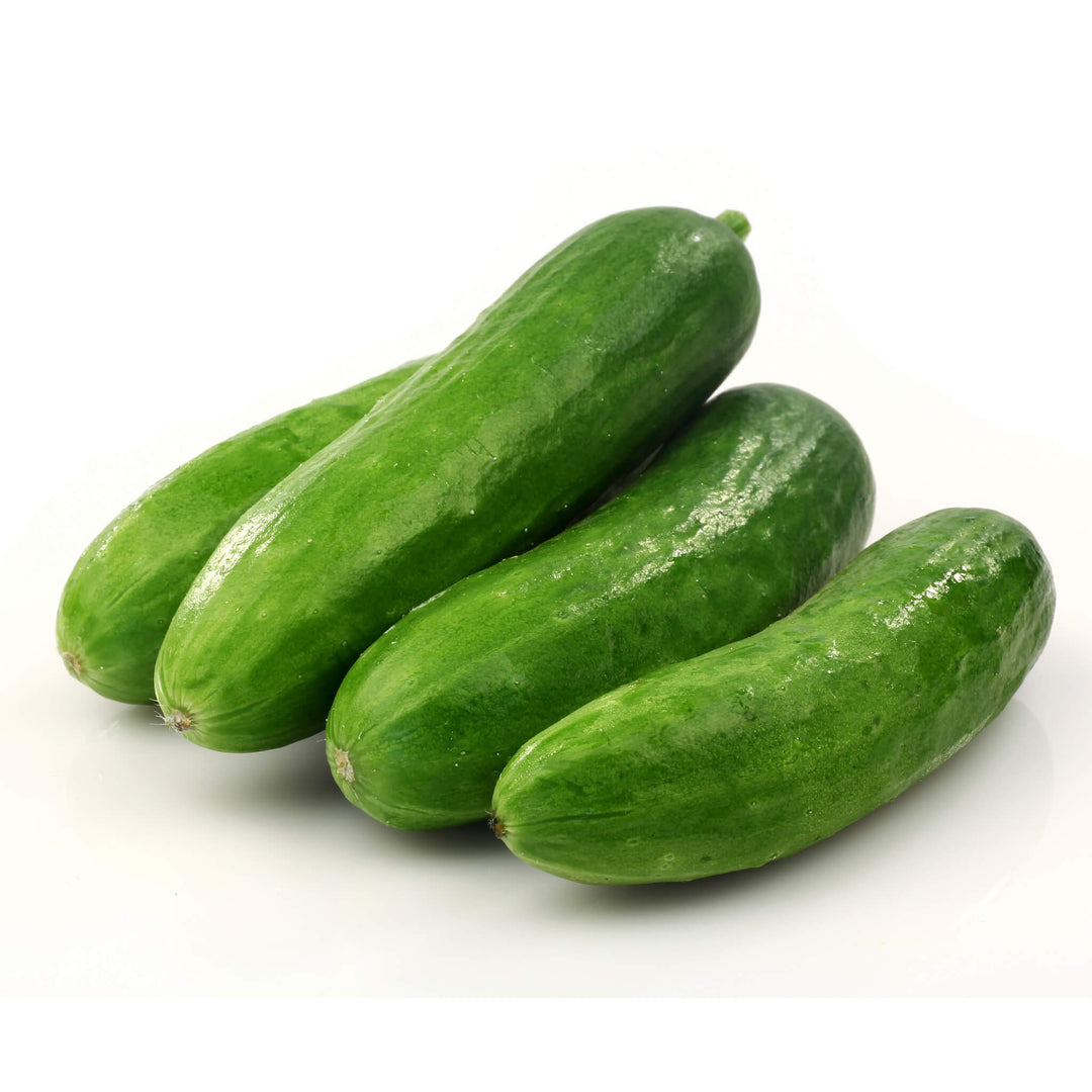 Mini snack cucumber, young plant for aquaponics, garden and raised bed
