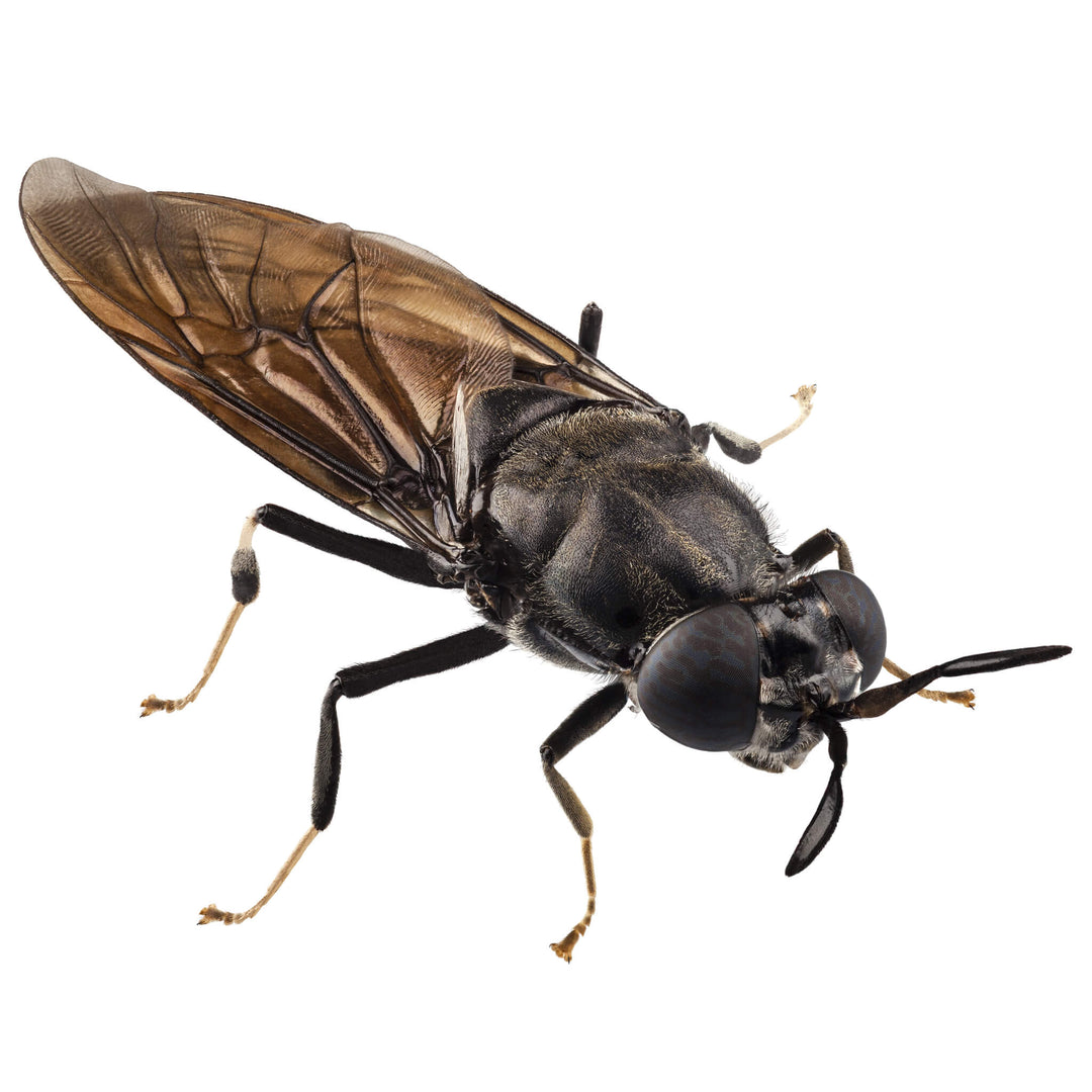 OFERA BSF Black Soldier Fly, Soldatenfliege