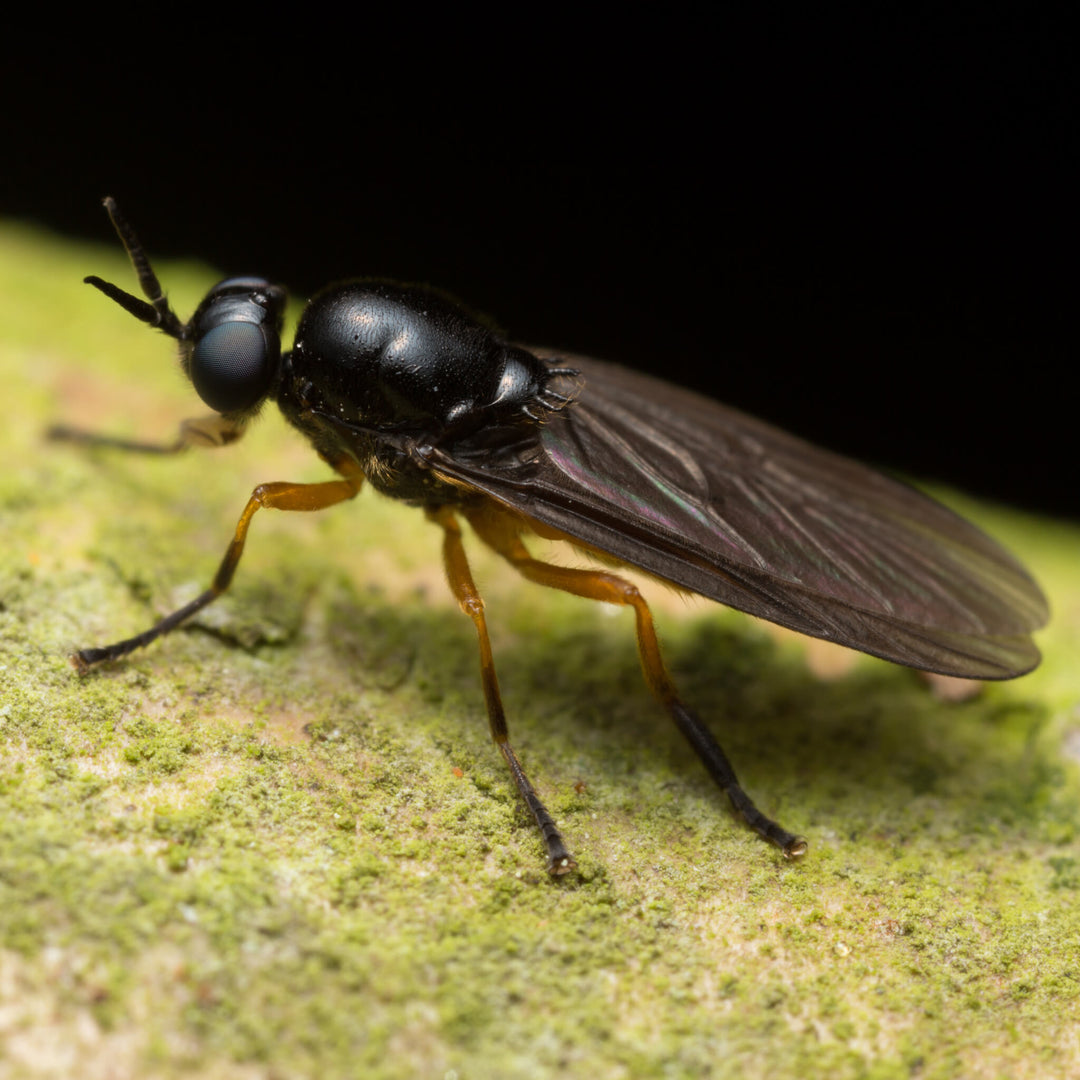 OFERA BSF Black Soldier Fly, Soldatenfliege Detail