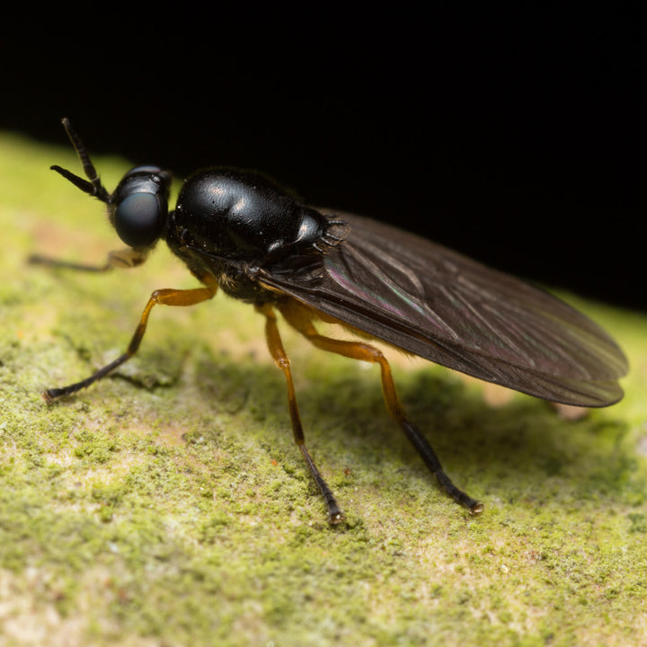 OFERA BSF Black Soldier Fly, Soldatenfliege Detail