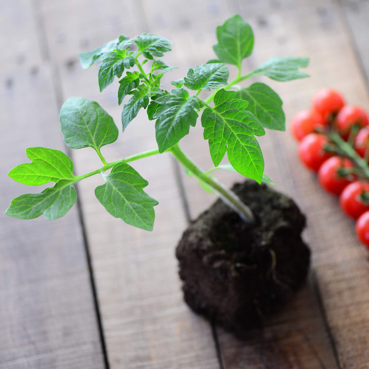 Rote Cocktailtomate Jungflanze, Aquaponik, Hochbeet oder Garten