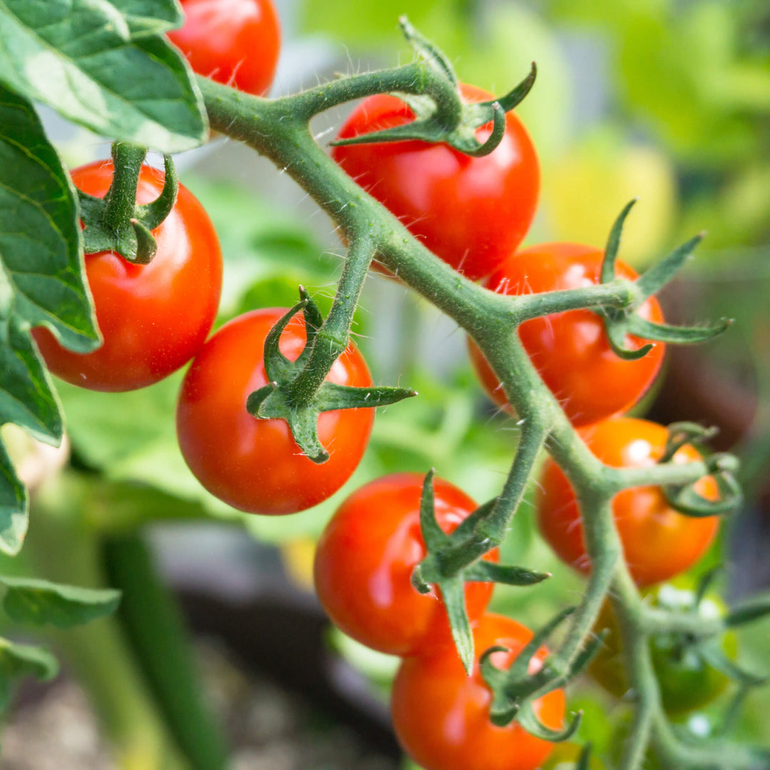 Bio Cocktailtomate rot, aus Aquaponik, Hochbeet und Garten