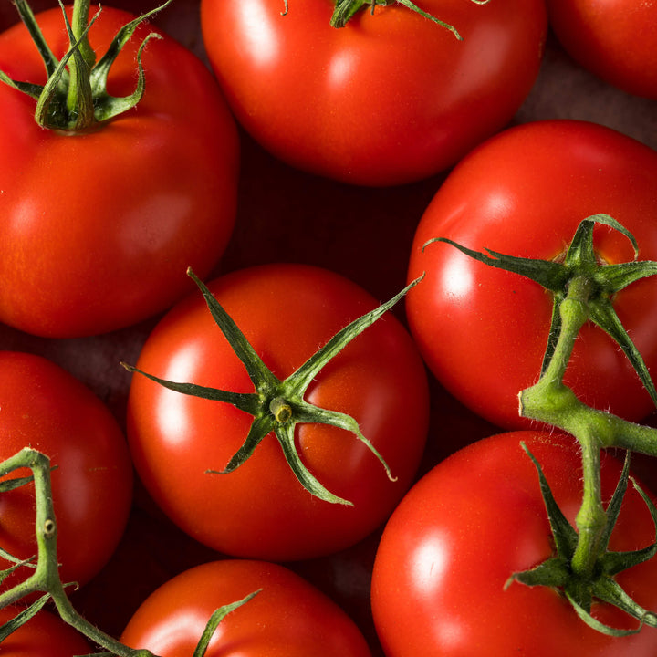 Rote Salattomate Gemüse, Aquaponik, Hochbeet oder Garten