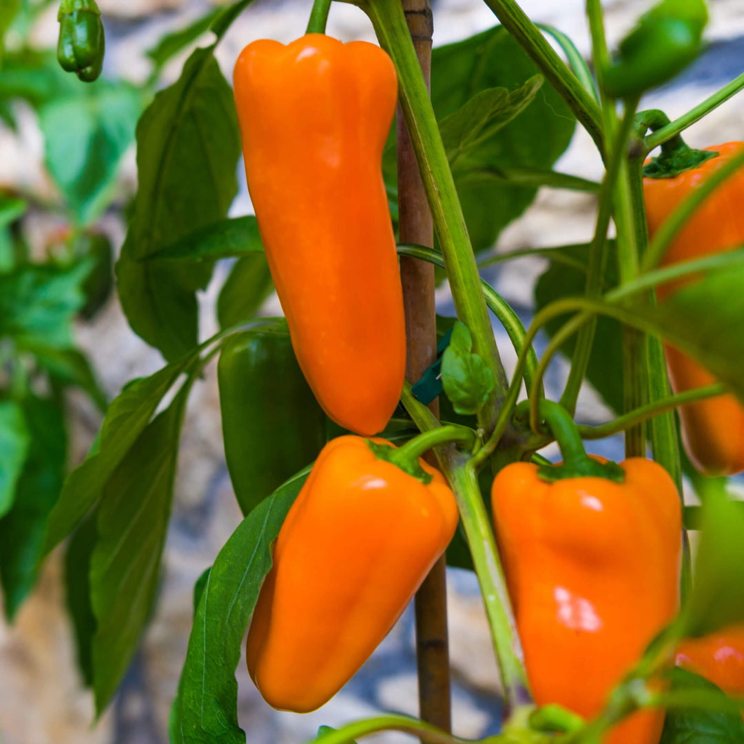 Snackpaprika orange, Gemüse, Aquaponik, Hochbeet oder Garten