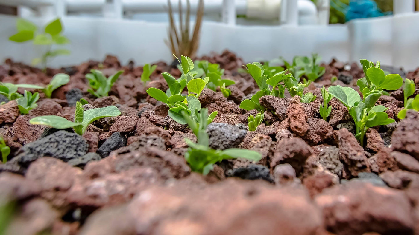 Aquaponk Grow Bed mit Jungpflanzen