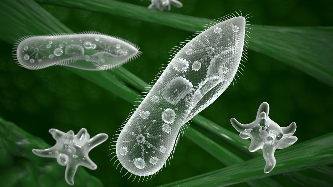 Aquaponik Bakterien und Mikroorganismen