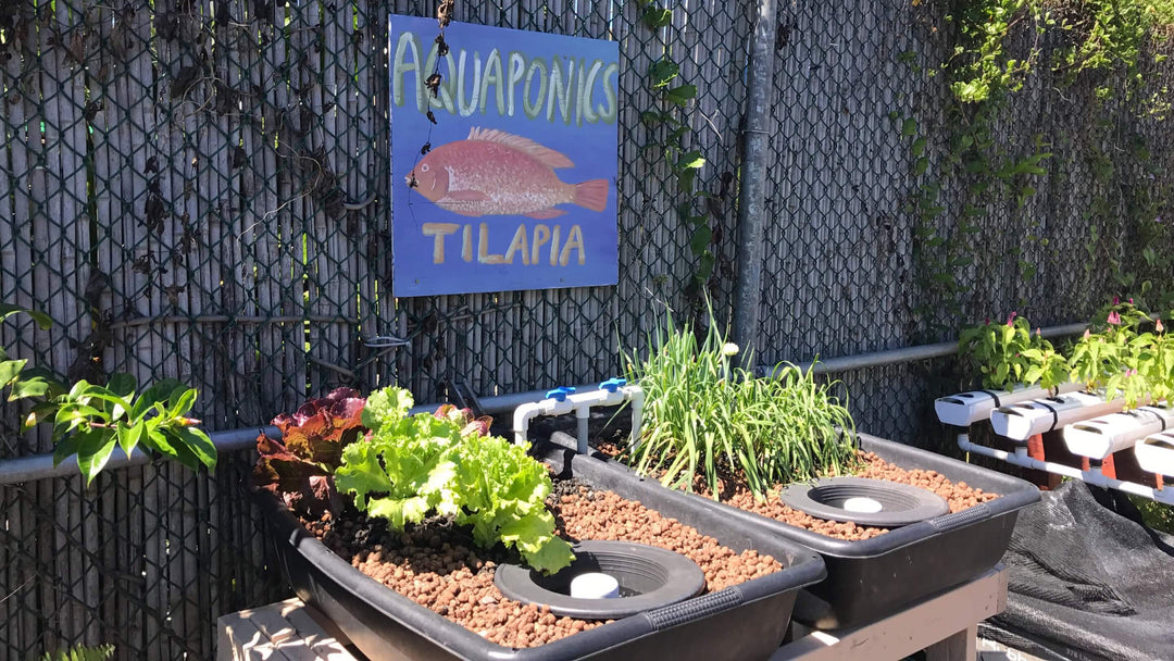 OFERA besucht Aquaponic Farm in Hawaii
