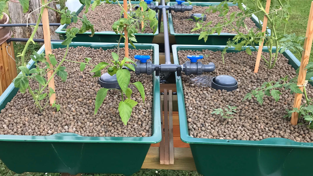 Aquaponik Grow Beds gefüllt mit Pflanzton und Gemüsepflanzen