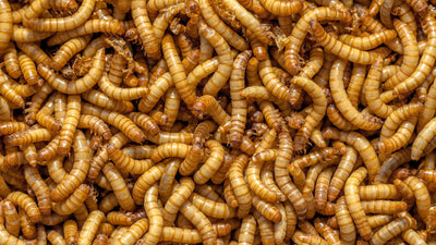 Mehlwürmer züchten mit der OFERA Mehlwurm Farm