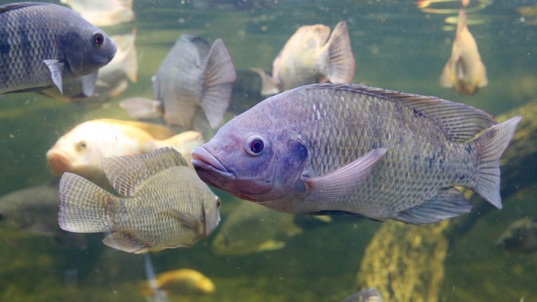 Aquaponik Tilapia im Fish Tank