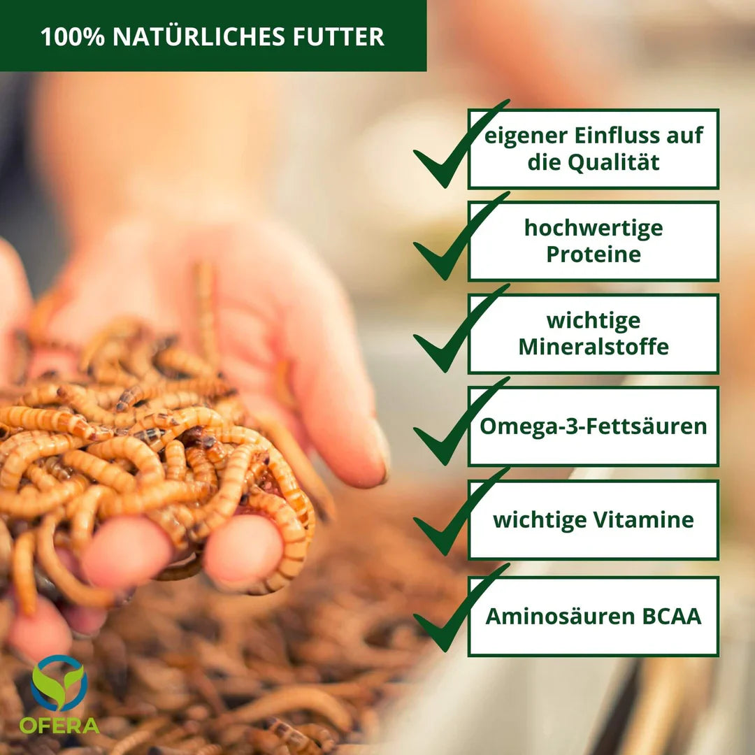 Mehlwürmer züchten: Die ultimative Anleitung 2025 (die wirklich funktioniert)