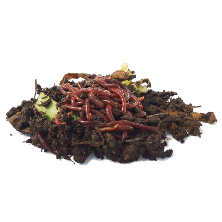 Kompostwürmer kaufen & richtig einsetzen – Der komplette Guide für Anfänger