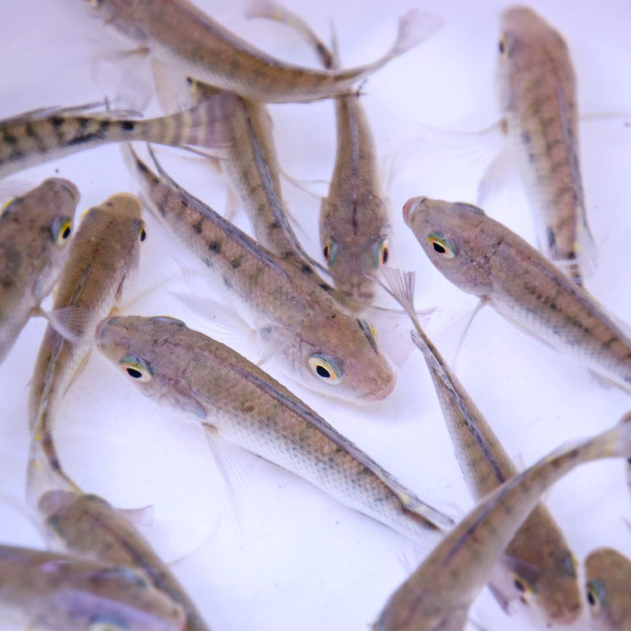 Aquaponik Tilapia Jungfische