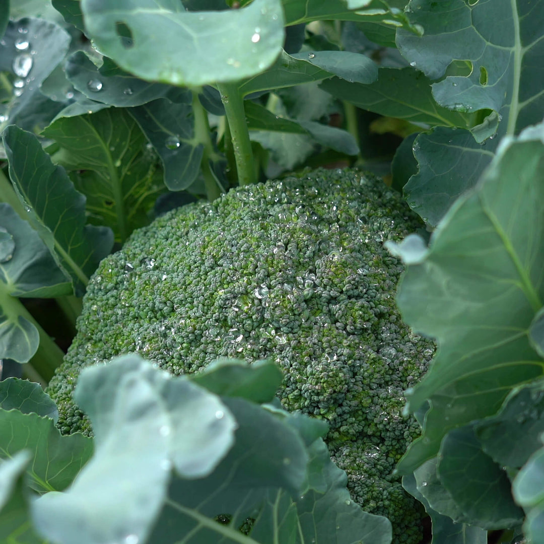 Bio Brokkoli Pflanze, Aquaponik, Hochbeet oder Garten