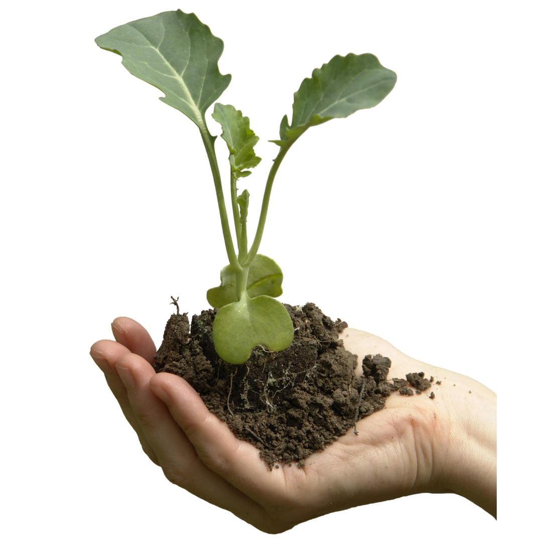 Bio Brokkoli Jungpflanze für Aquaponik, Hochbeet und Garten