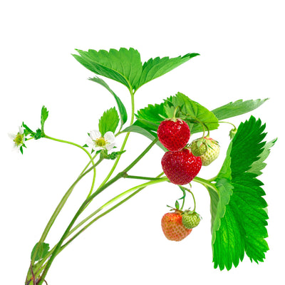 Erdbeere Jungpflanze, Aquaponik, Hochbeet oder Garten