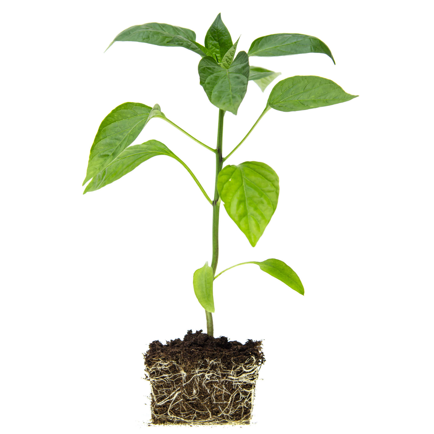 Grüner Paprika Gemüsejungpflanze, Aquaponik, Hochbeet oder Garten