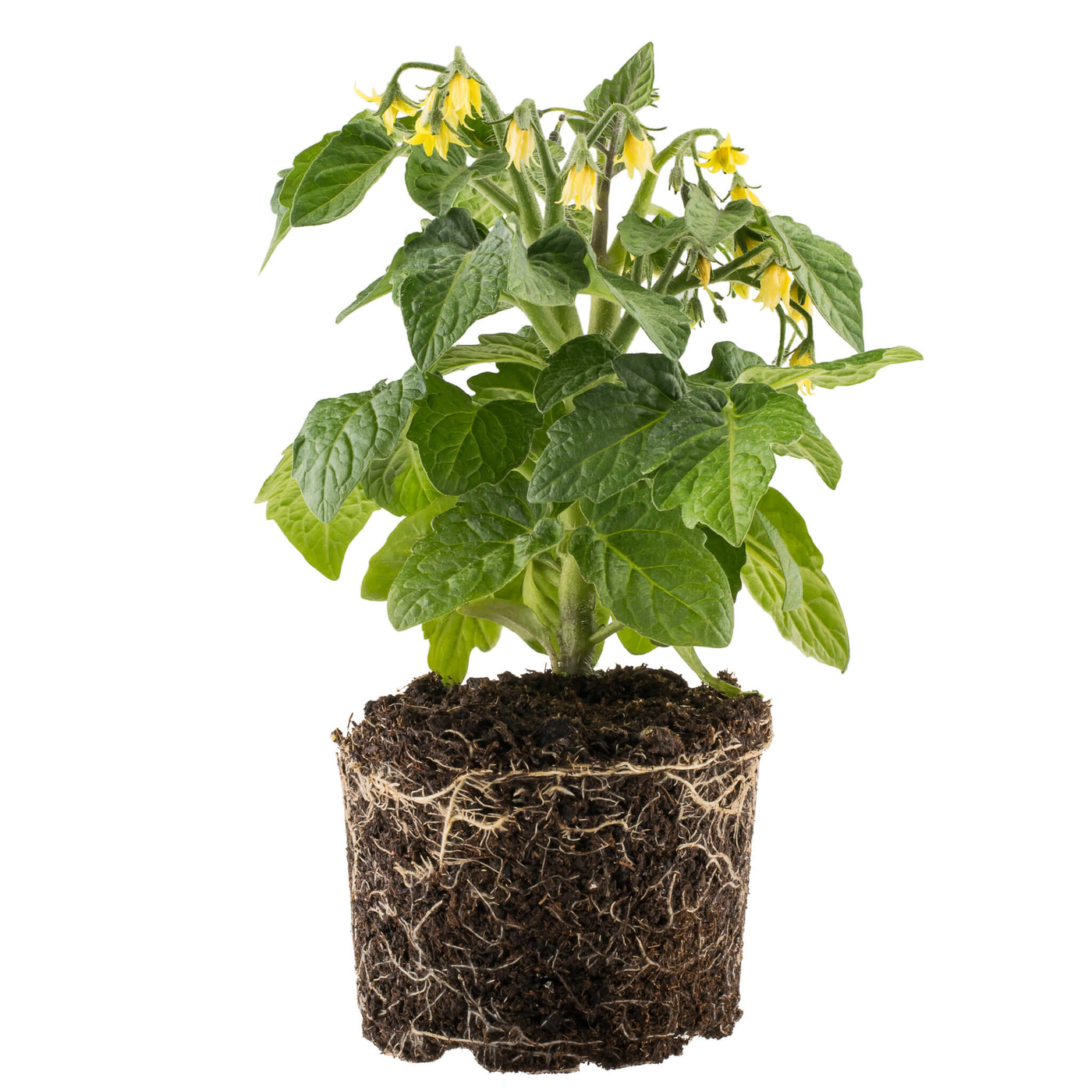 Rote Cocktailtomate Jungpflanze mit Wurzeln, Aquaponik, Hochbeet oder Garten