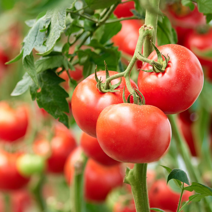 Rote Salattomate Gemüsepflanze, Aquaponik, Hochbeet oder Garten