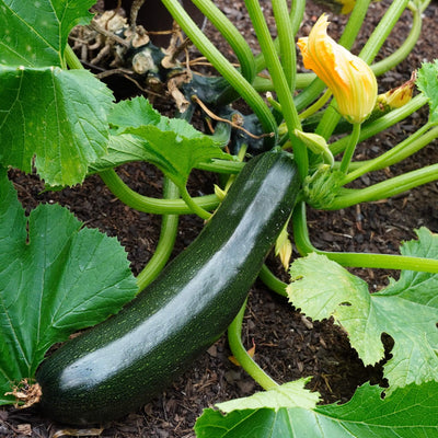 Zucchini Gemüsepflanze, Aquaponik, Hochbeet oder Garten